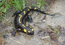 Salamandra salamandra ©  Pandion Wild Tours